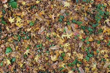 紅葉の落ち葉