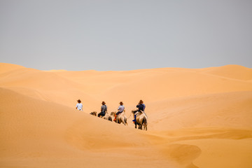 camel team in desert