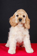 american cocker spaniel puppy
