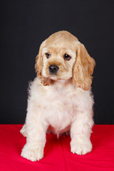 american cocker spaniel puppy