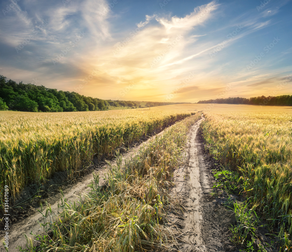 Canvas Prints road in field with ears of wheat under a beautiful sky