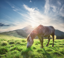 Horse in the sun on the green mountain pasture