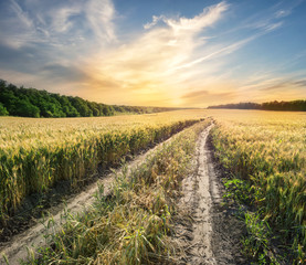 Fototapeta na wymiar Road in field with ears of wheat under a beautiful sky