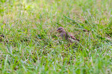 Chipping Sparrow