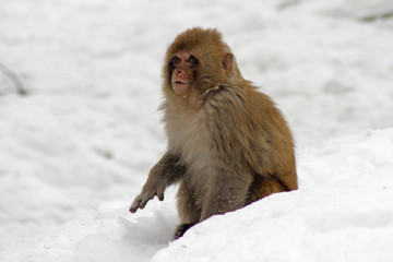 Fototapeta premium Monkey on snow