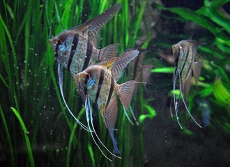 Three striped male angelfish standing in water on a background of green grass in an artificial...