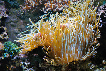 Plakat Yellow coral reefs with floating pink fish in an artificial environment. Close up.