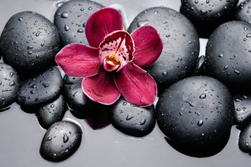 Macro of red orchid on wet black stones 