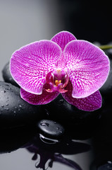 Fototapeta na wymiar pink orchid on wet black stones 
