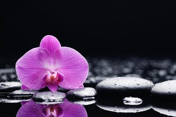 pink orchid on black stones reflection 