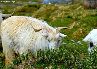 pashmina Goat 