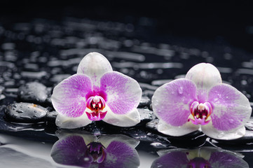 Macro of two orchid on wet black stones 