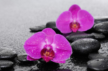 Fototapeta na wymiar Two red orchid with black stones-wet background 