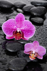 Fototapeta na wymiar Two orchid with black stones-wet background 