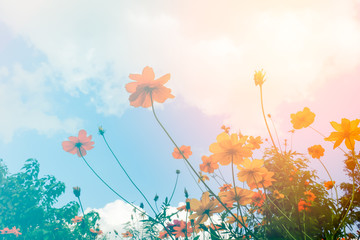 Obraz na płótnie Canvas cosmos flower in garden colorful background