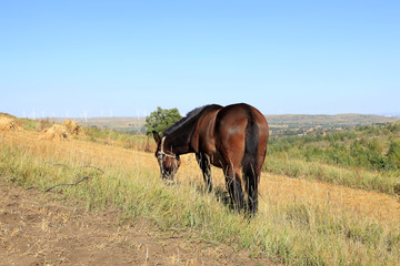 The grasslands of a horse in the autumn