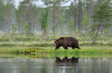 Brown bear walking early in the morning in a bog landscape at summer