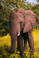 Оne big elephant walks and grazes in the South African bushes.