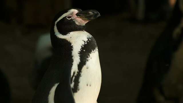 An ultra close-up shot of a solo penguin basking in the sun