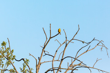 Yellowhammer in a treetop