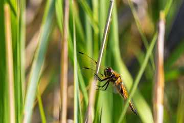 Dragonfly on a straw