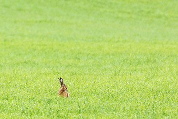 Hare sitting and eating grass