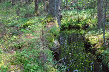 Obraz premium Creek that runs slowly through the forest