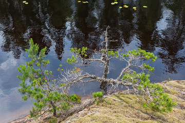 Pine trees growing on the rocks at the waters edge