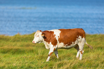 Fototapeta na wymiar Alone Cow walking on the beach meadow