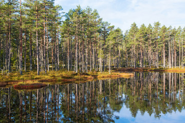 Pine forest at the lake the bog