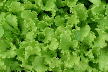 fresh green lettuce leaves