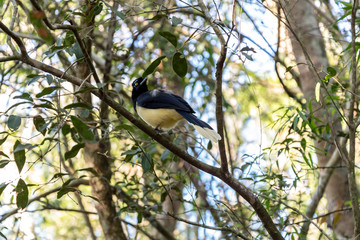Plush crested Jay in Iguazu Park, Misiones Province Argentina