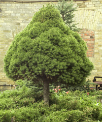 Fototapeta na wymiar large green healthy Canadian Christmas Tree