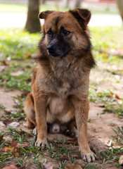 Thailand nondescript brown mixed breed dogs older are sitting calmly waiting for food from someone.