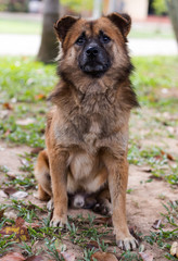 Thailand nondescript brown mixed breed dogs older are sitting calmly waiting for food from someone.