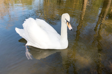 Fototapeta premium Graceful white swan swimming in a pond in a park in spring. Ornithology.
