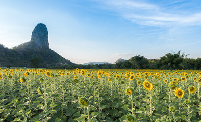 beautiful blooming sunflower field