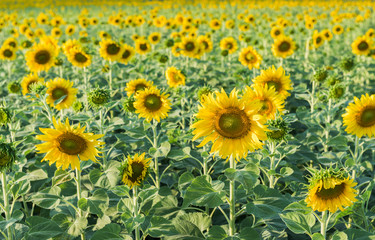 beautiful blooming sunflower field