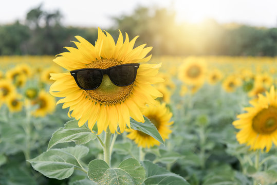 Cute Sunflower Wear Sunglass