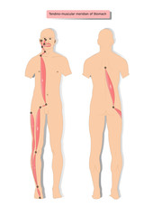 tendino muscular meridian of Stomach