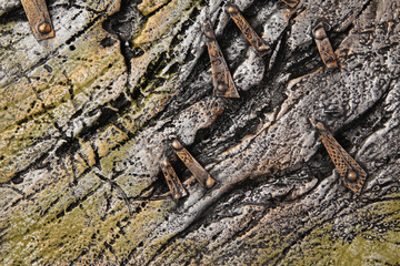 Rough decorative steel background 