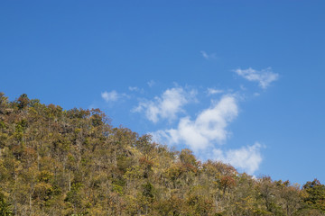 Obraz premium blue sky with clouds and tree