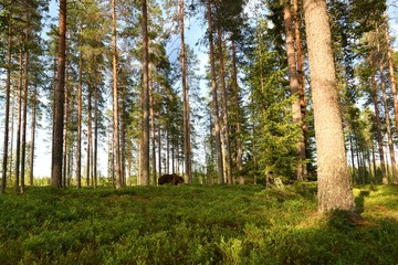 Obraz premium niedźwiedź brunatny w lesie latem