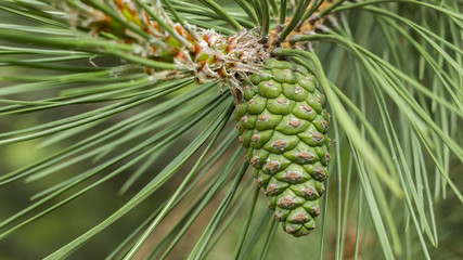 pine cone on a branch