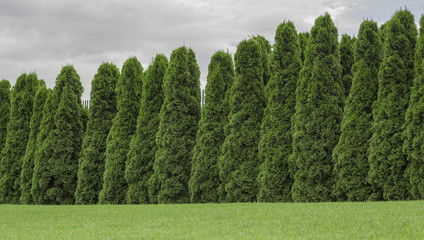 arborvitae hedge, fence of the plant