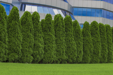 arborvitae hedge, fence of the plant