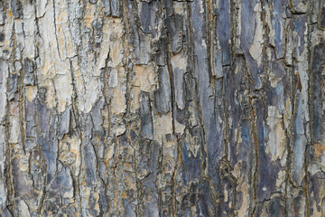 Tree bark background / texture
