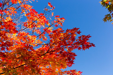 紅葉