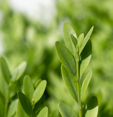 Green Leaves On Branches Of Buxus In Summer