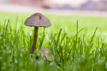 Two non-edible mushroom in the grass
